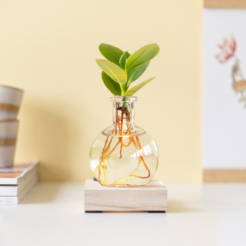 Glowplant - Clusia in einer Vase mit einer Lampe