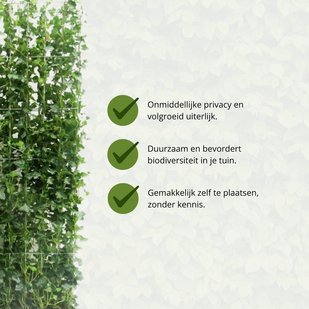 Hedera Hibernica - Efeu - Fertighecke - ↨120 cm