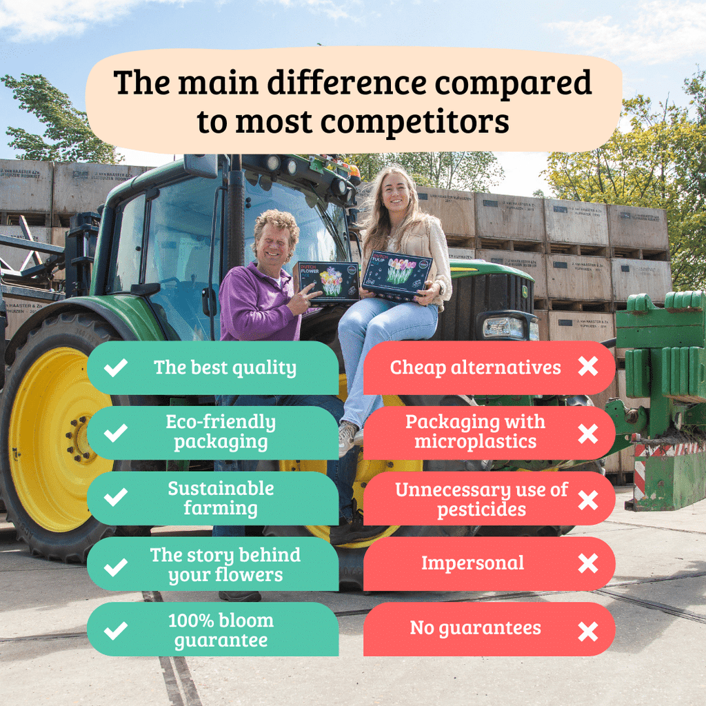 Flowerbulbs Amsterdam - Appie's Best - 30 Blumenzwiebeln - Größe 12+