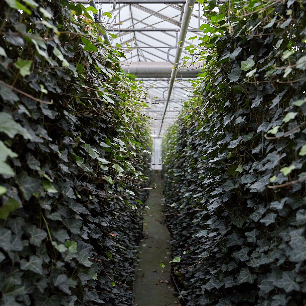 Hedera Hibernica - Efeu - Fertighecke - ↨120 cm
