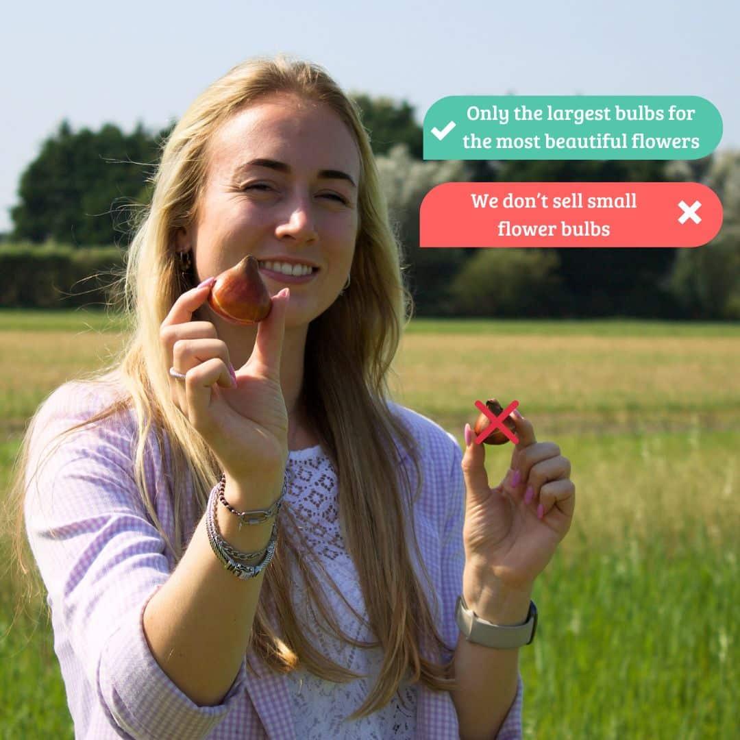 Flowerbulbs Amsterdam - Appie's Best - 30 Blumenzwiebeln - Größe 12+
