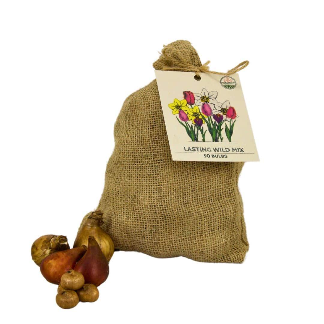 Flowerbulbs Amsterdam - Medium Lasting Wild Mix - Nachhaltige Vorteilspackung, 50 Blumenzwiebeln für 1 m Blumenpracht