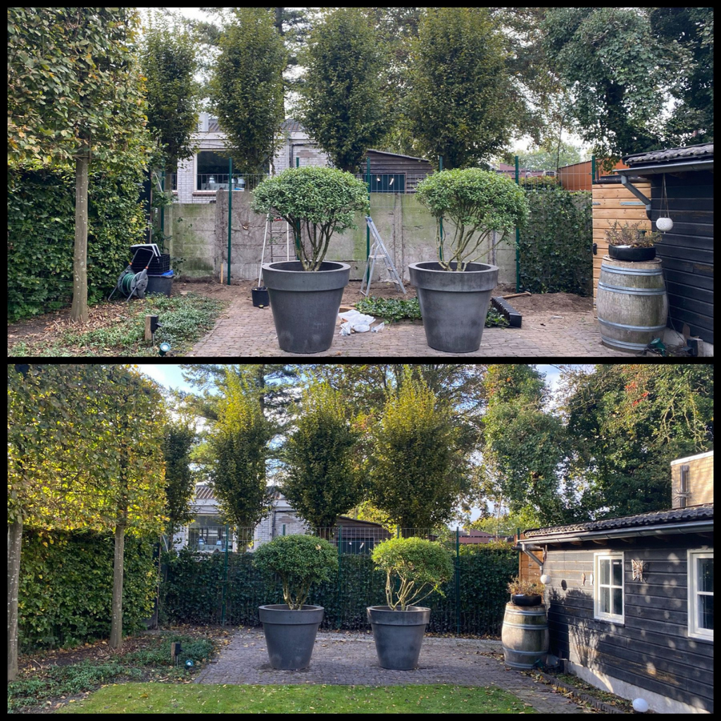 Hedera Hibernica - Efeu - Fertighecke - ↨120 cm