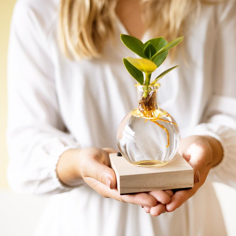 Glowplant - Clusia in einer Vase mit einer Lampe