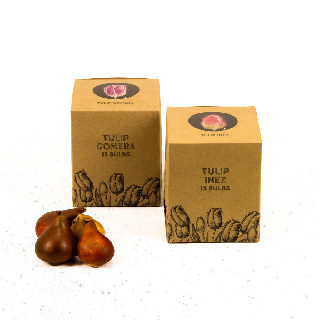 Flowerbulbs Amsterdam - Appie's Best - 30 Blumenzwiebeln - Größe 12+