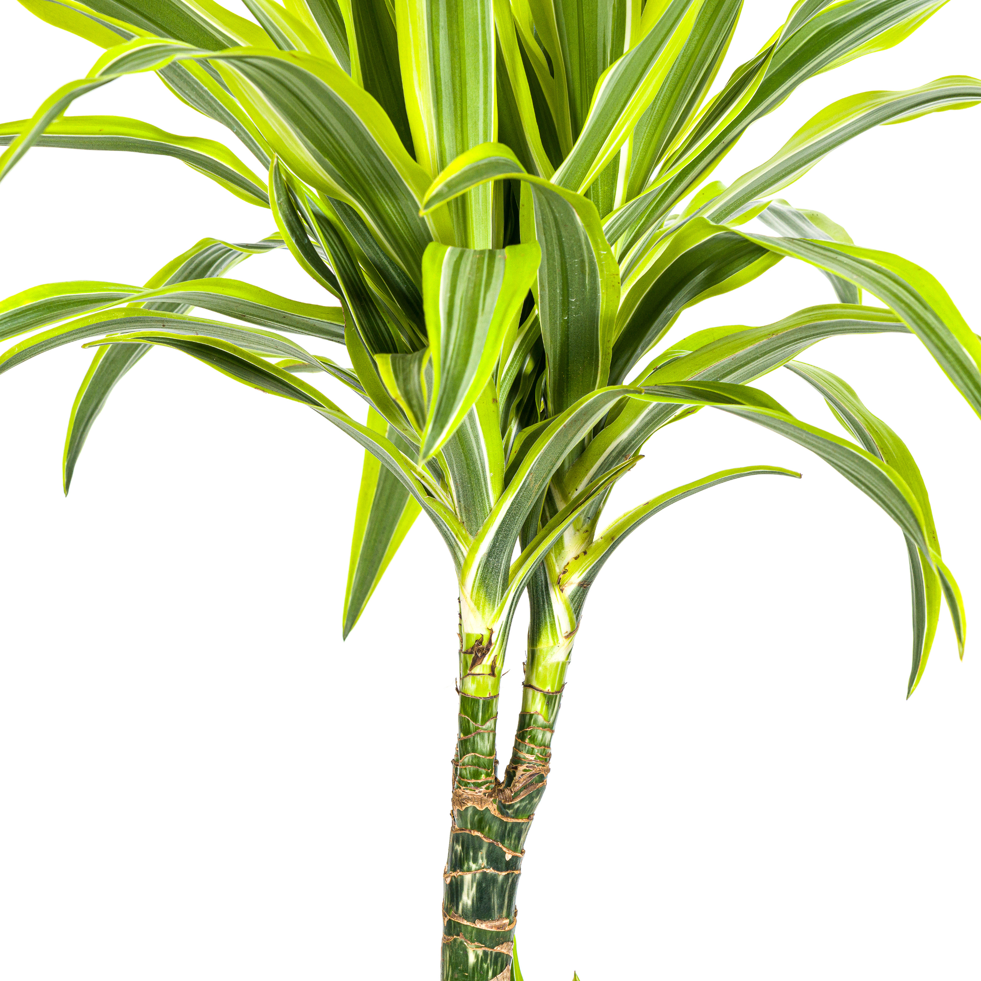 Dracaena Deremensis Lemon Lime Ø21cm - ↕90 - 110cm