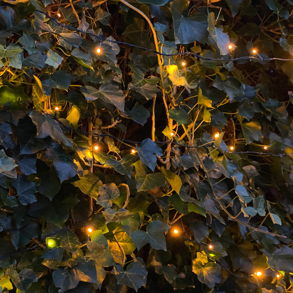 Hedera Hibernica - Efeu - Fertighecke - ↨120 cm