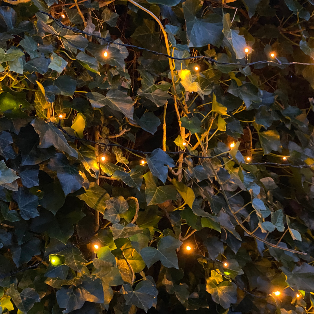 Hedera Hibernica - Efeu - Fertighecke - ↨120 cm