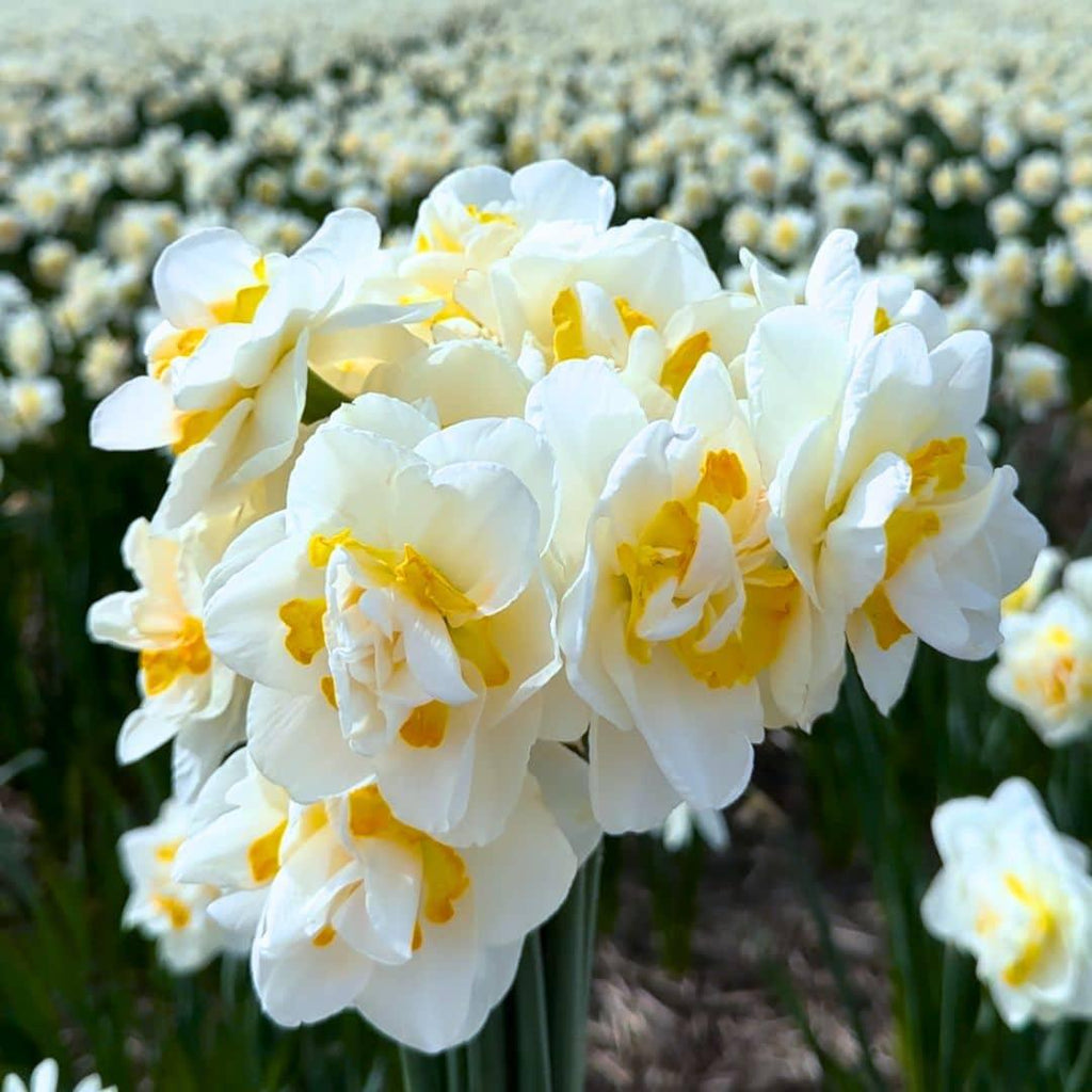 Flowerbulbs Amsterdam - Medium Narcissus Mix - Nachhaltige Vorteilspackung, 50 Blumenzwiebeln f�r 1 m� Blumenpracht - Gr��e 12/14