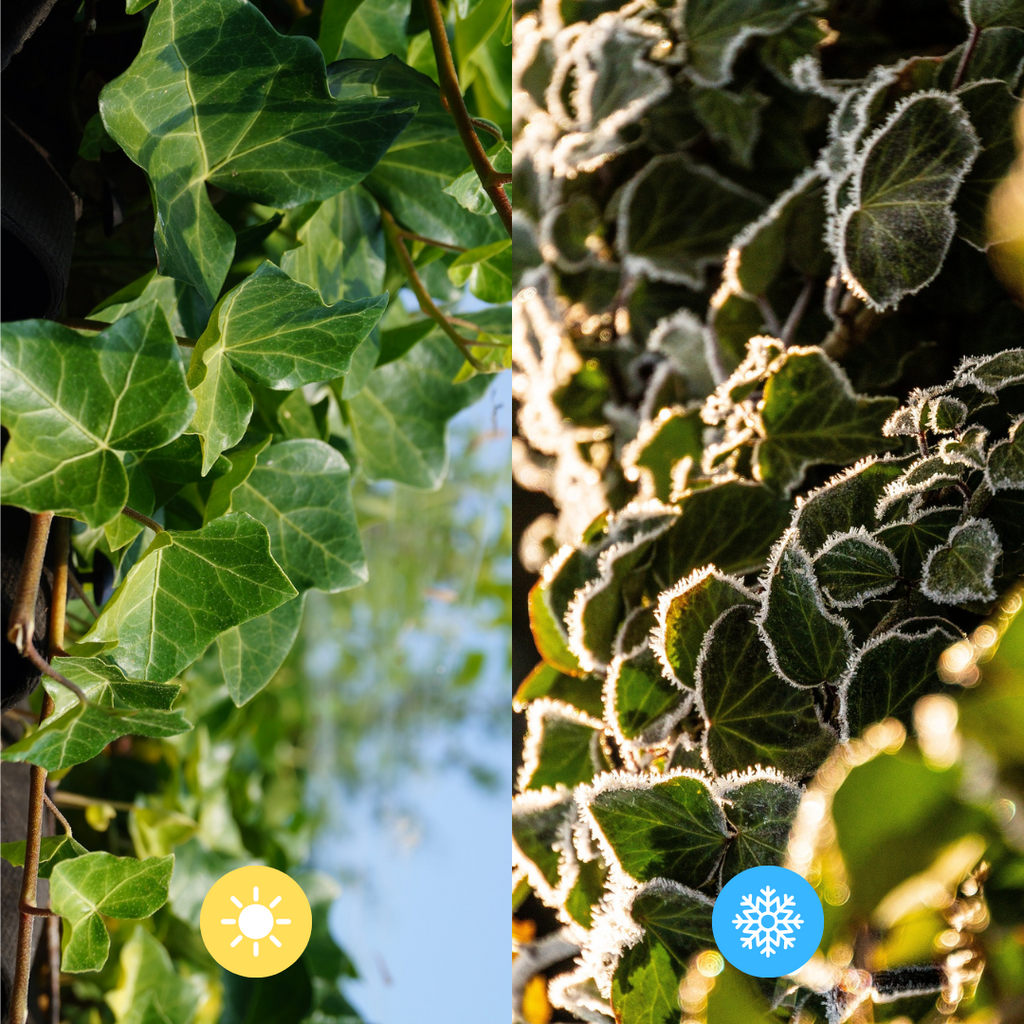 Hedera Hibernica - Efeu - Fertighecke - ↨120 cm