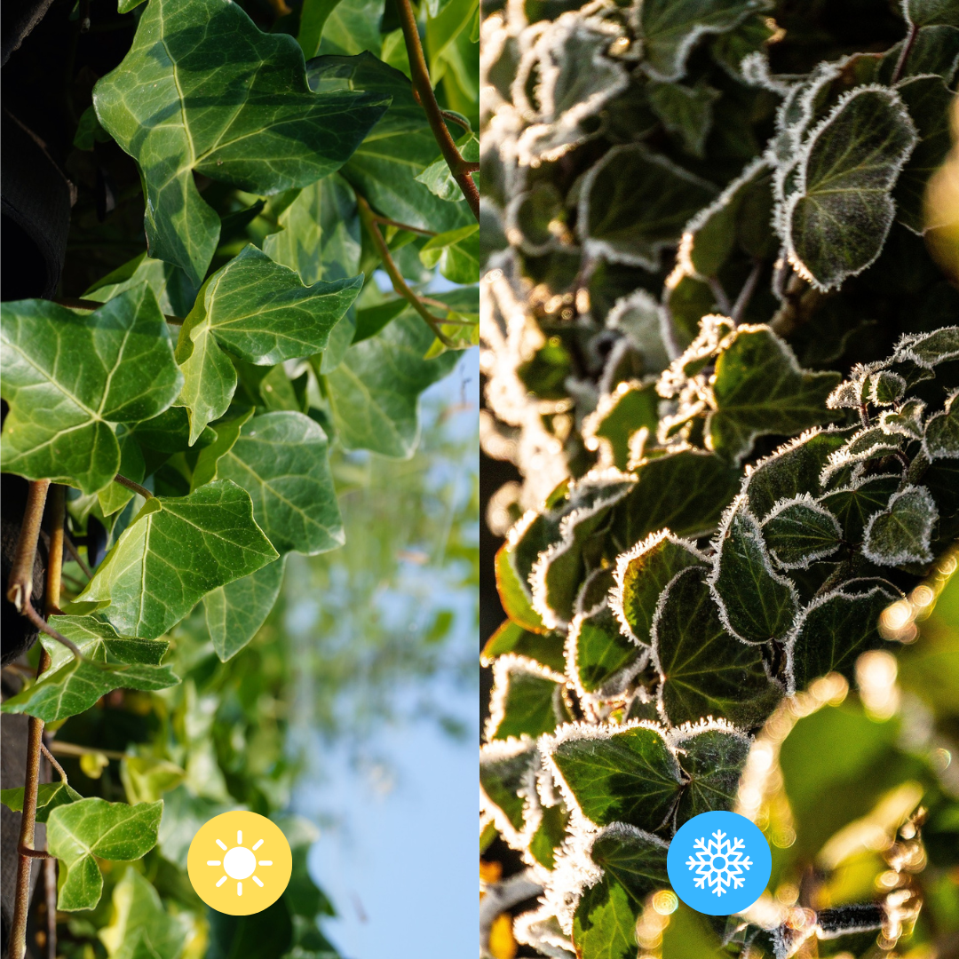 Hedera Hibernica - Efeu - Fertighecke - ↨120 cm