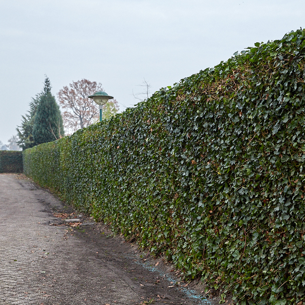 Hedera Hibernica - Efeu - Fertighecke - ↨120 cm