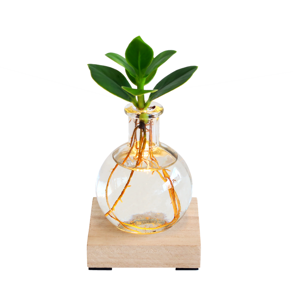 Glowplant - Clusia in einer Vase mit einer Lampe