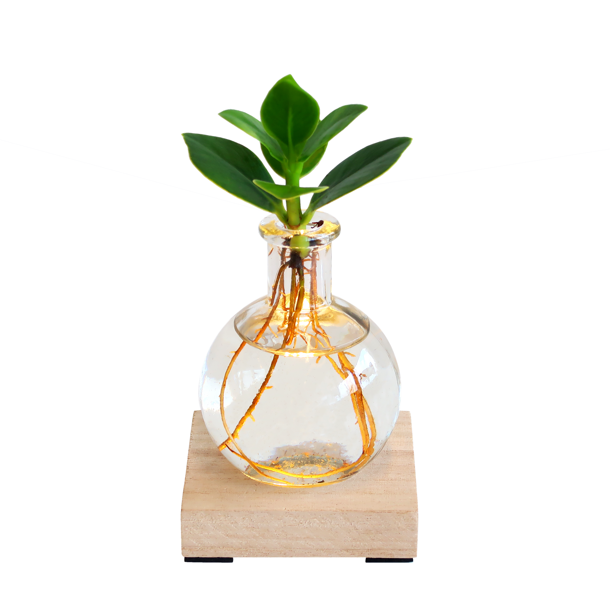 Glowplant - Clusia in einer Vase mit einer Lampe