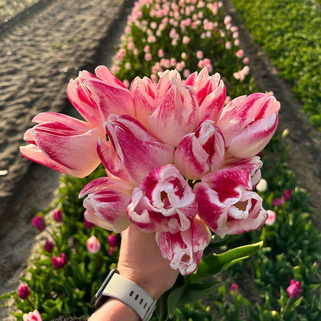 Flowerbulbs Amsterdam - Appie's Best - 30 Blumenzwiebeln - Größe 12+