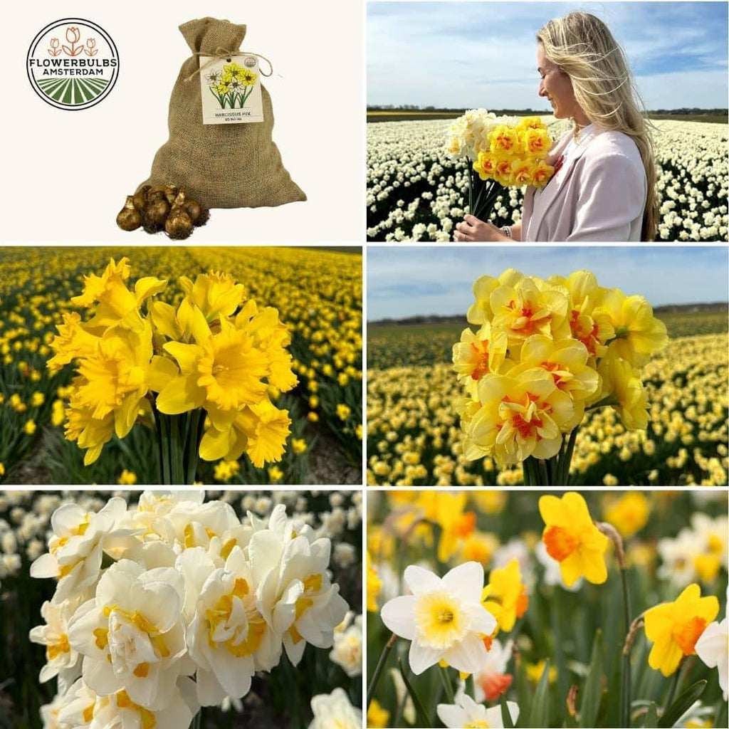 Flowerbulbs Amsterdam - Medium Narcissus Mix - Nachhaltige Vorteilspackung, 50 Blumenzwiebeln f�r 1 m� Blumenpracht - Gr��e 12/14