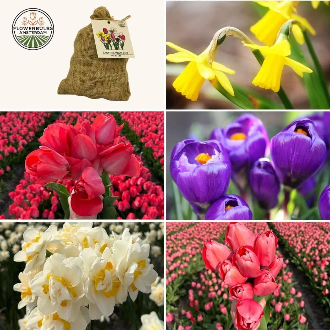 Flowerbulbs Amsterdam - Medium Lasting Wild Mix - Nachhaltige Vorteilspackung, 50 Blumenzwiebeln für 1 m Blumenpracht